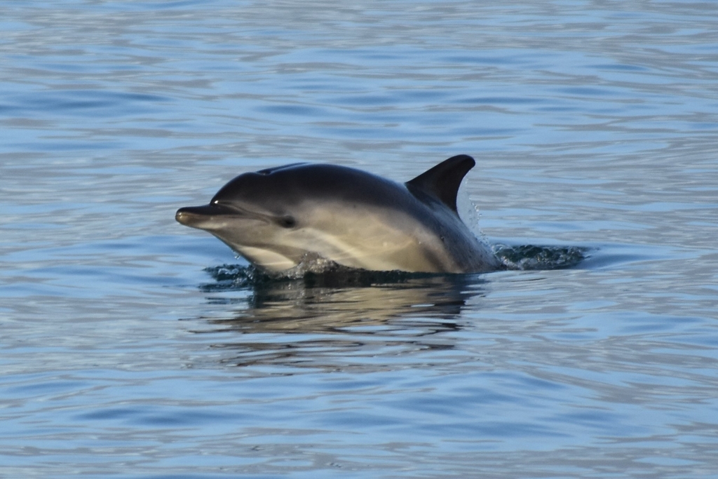 dolphin5.jpg