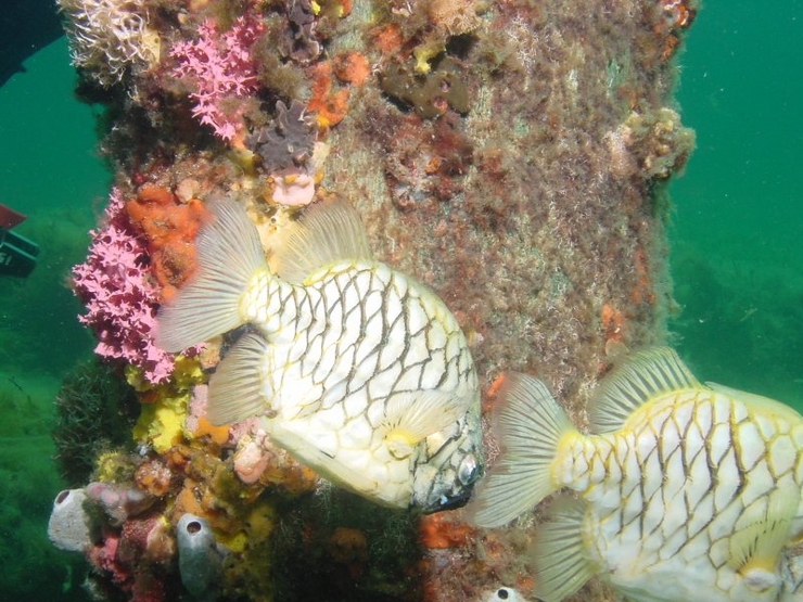 726pineapple_fish-med.jpg
