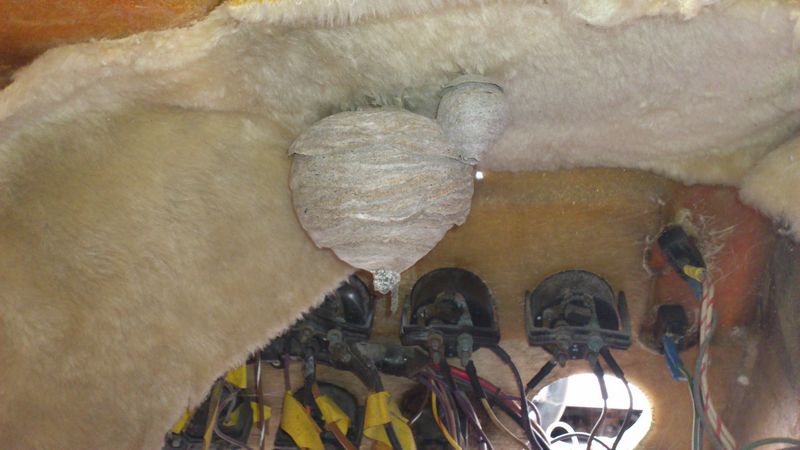 stowaway_wasp_nest.JPG