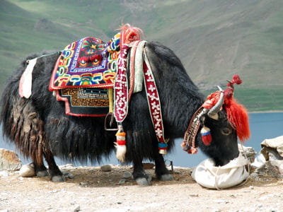 960854-tibet-une-femelle-yack-en-offrande.jpg