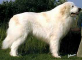 pyrenean_mountain_dog_03a.jpg