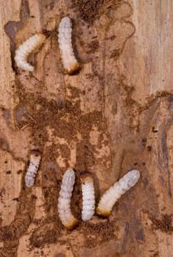 woodworm.jpg
