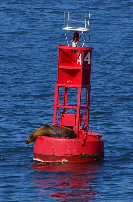 Buoy_seal.jpg