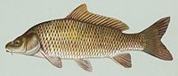 200px-Common_carp.jpg