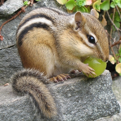 chipmunk1.jpg