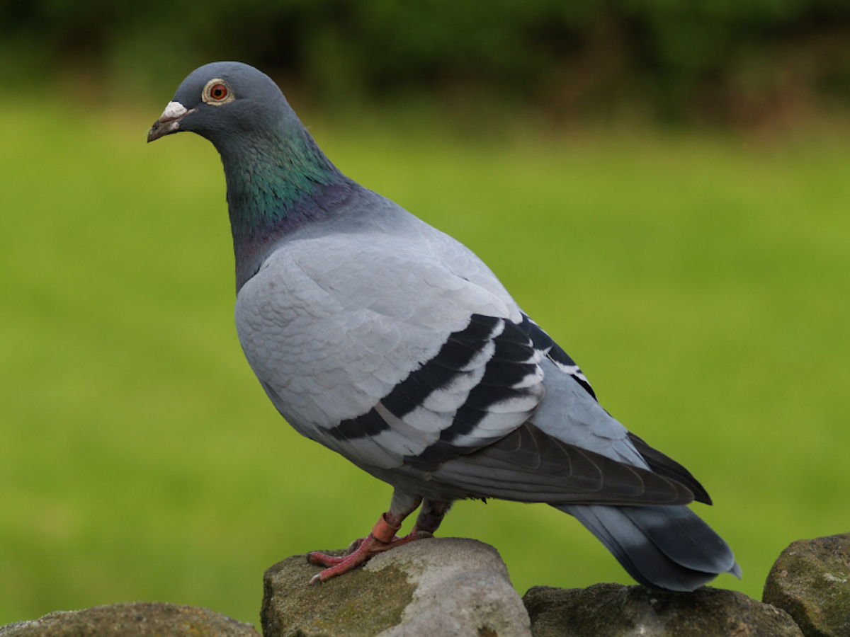 istock_000006330745small_pigeon-rock.jpg