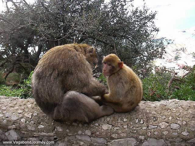 08-1841-gibraltar-apes.jpg