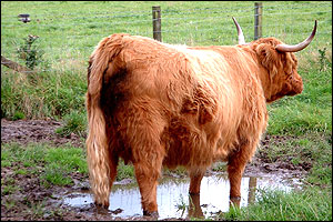 _40053790_highlandcow300x200.jpg