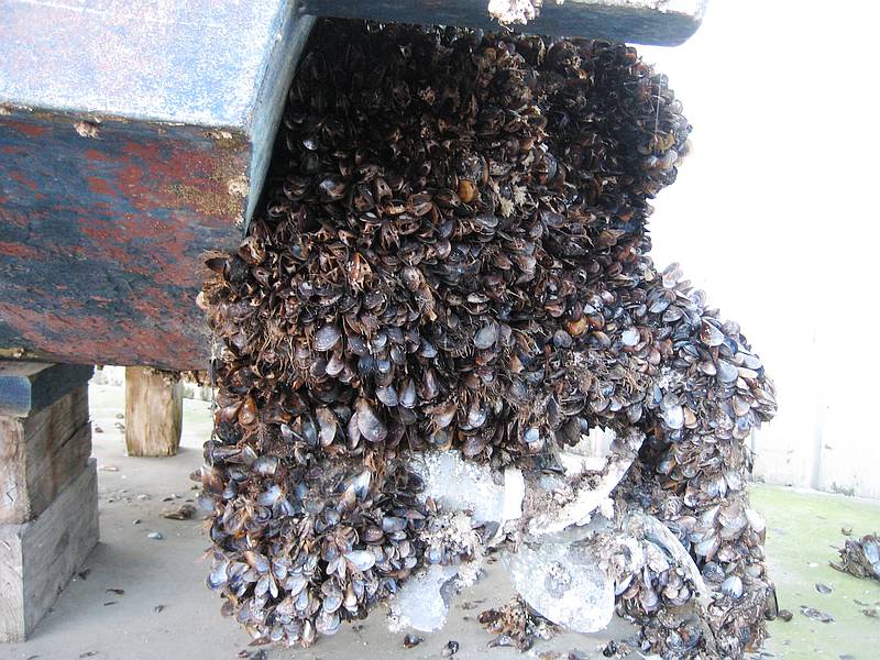 IMG_5149_PowerboatMussels.jpg