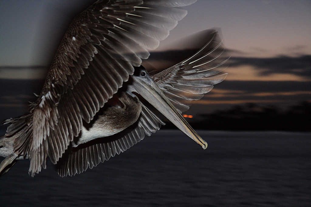 pelican_1024x683_s.jpg