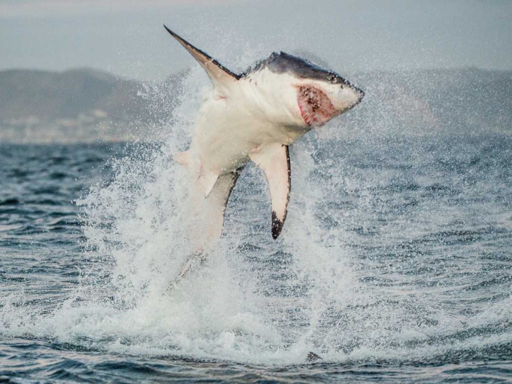 great-white-shark-jumping-out-of-water-1024x768.jpg