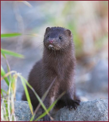 mink2.jpg