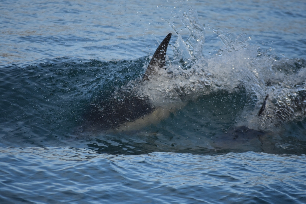 dolphin6.jpg