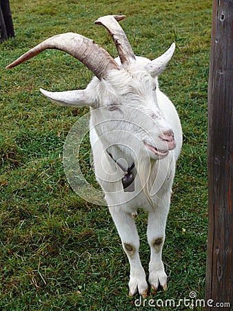 billy-goat-11557389.jpg