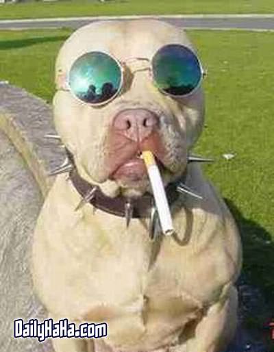 smoking_dog.jpg
