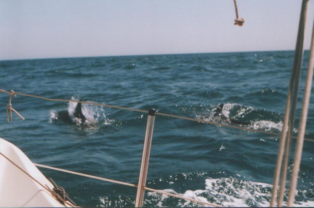 dolphins3.JPG