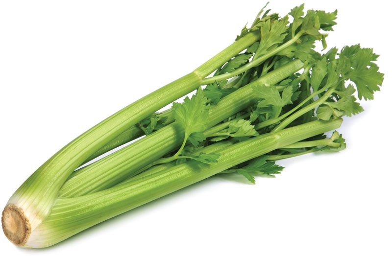 Celery.jpg