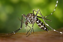 220px-CDC-Gathany-Aedes-albopictus-1.jpg