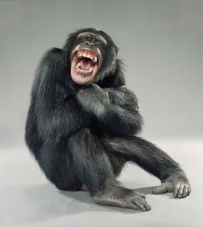 laughing%2Bchimp.jpg