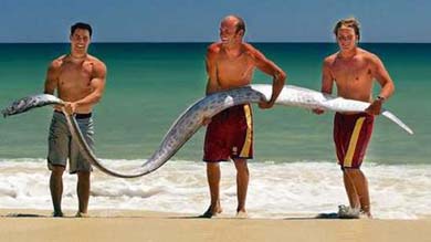 oarfish.jpg